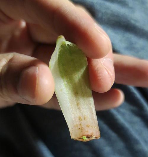 樱水晶花语有哪些特点？樱水晶的养殖和繁殖方法是什么？