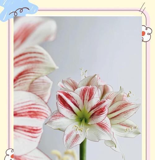 冃月红花语是什么含义？冃月红的繁殖和护理方法是什么？