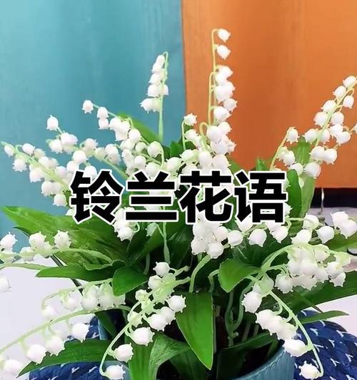 兰铃草花语代表什么含义？