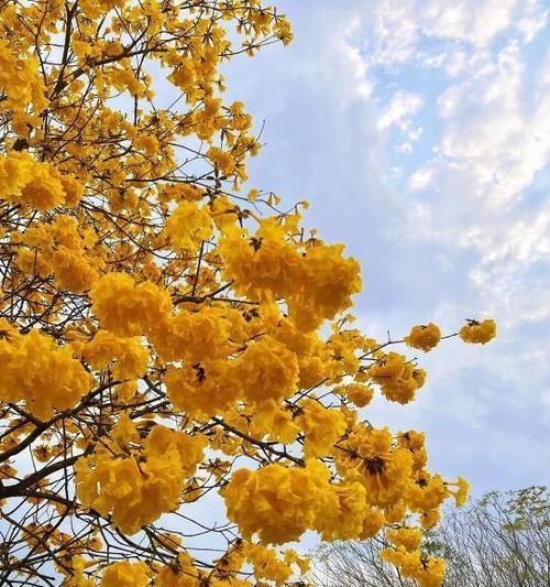 沙冬青的花语代表什么含义？