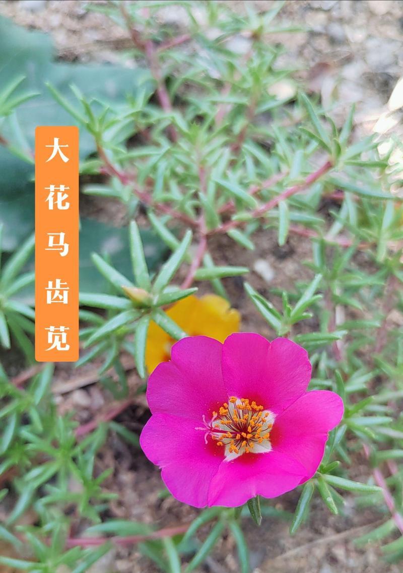 苋菜花的花语代表什么？