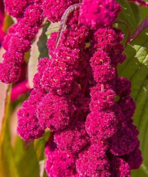 苋菜花的花语代表什么？