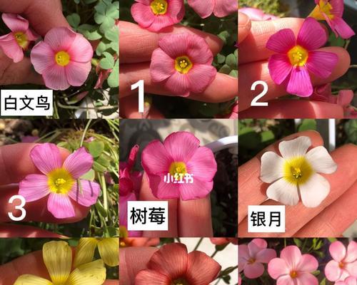 醋浆草的花语象征着什么？