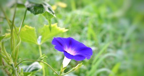 曼腾花的花语代表什么含义？