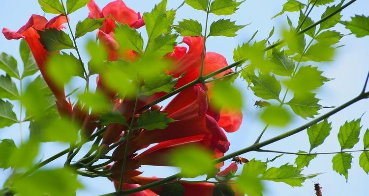 天青花的花语代表什么？