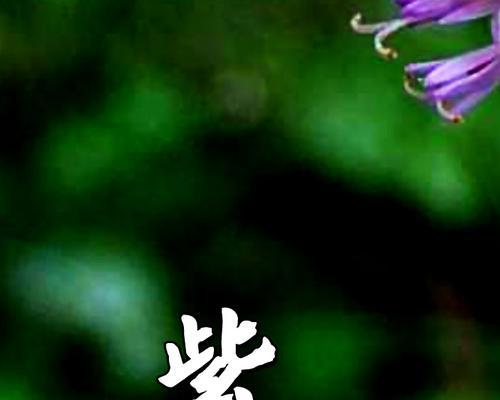 天青花的花语代表什么？