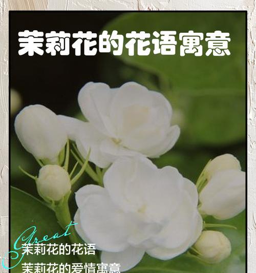 茉莉花语诗的含义是什么？