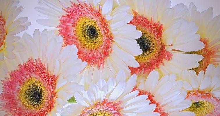 芙郎花的花语代表什么含义？