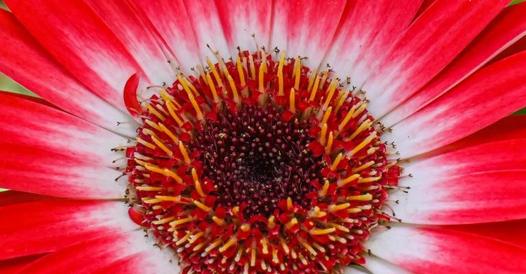 芙郎花的花语代表什么含义？