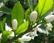 橘花花语的象征意义是什么？