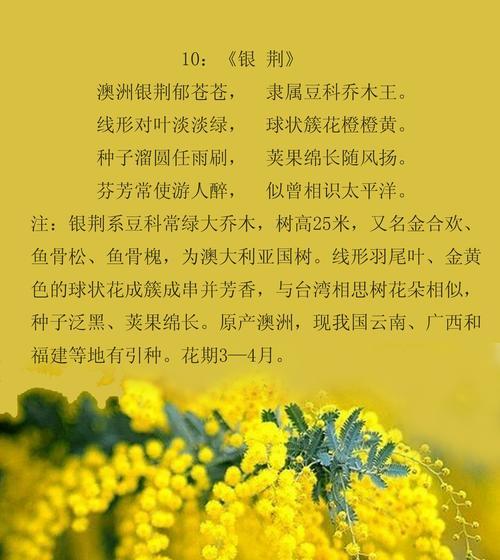 银荆花语代表什么含义？