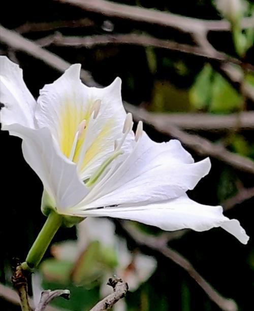 银荆花语代表什么含义？