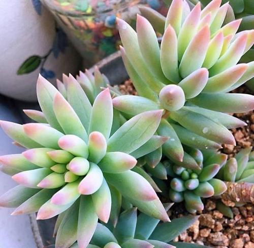 拂手花的花语代表什么？