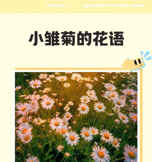 雏菊花语小是什么意思？如何正确理解雏菊花语？