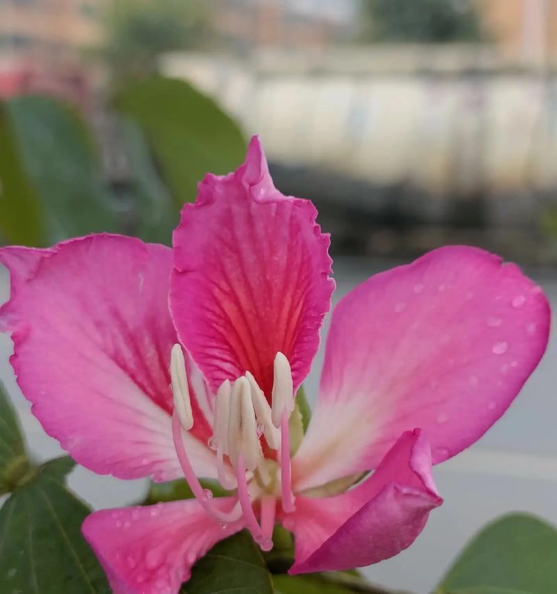 豔紫荊花语代表什么？豔紫荊的花语有何特别之处？