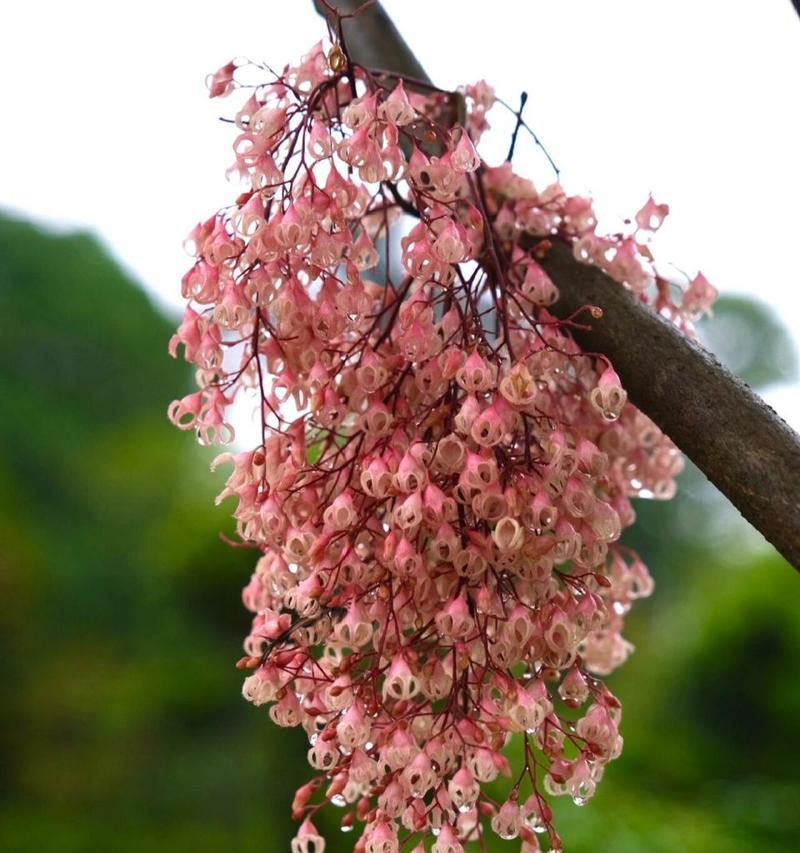 苹婆花花语是什么？苹婆花的寓意有哪些？
