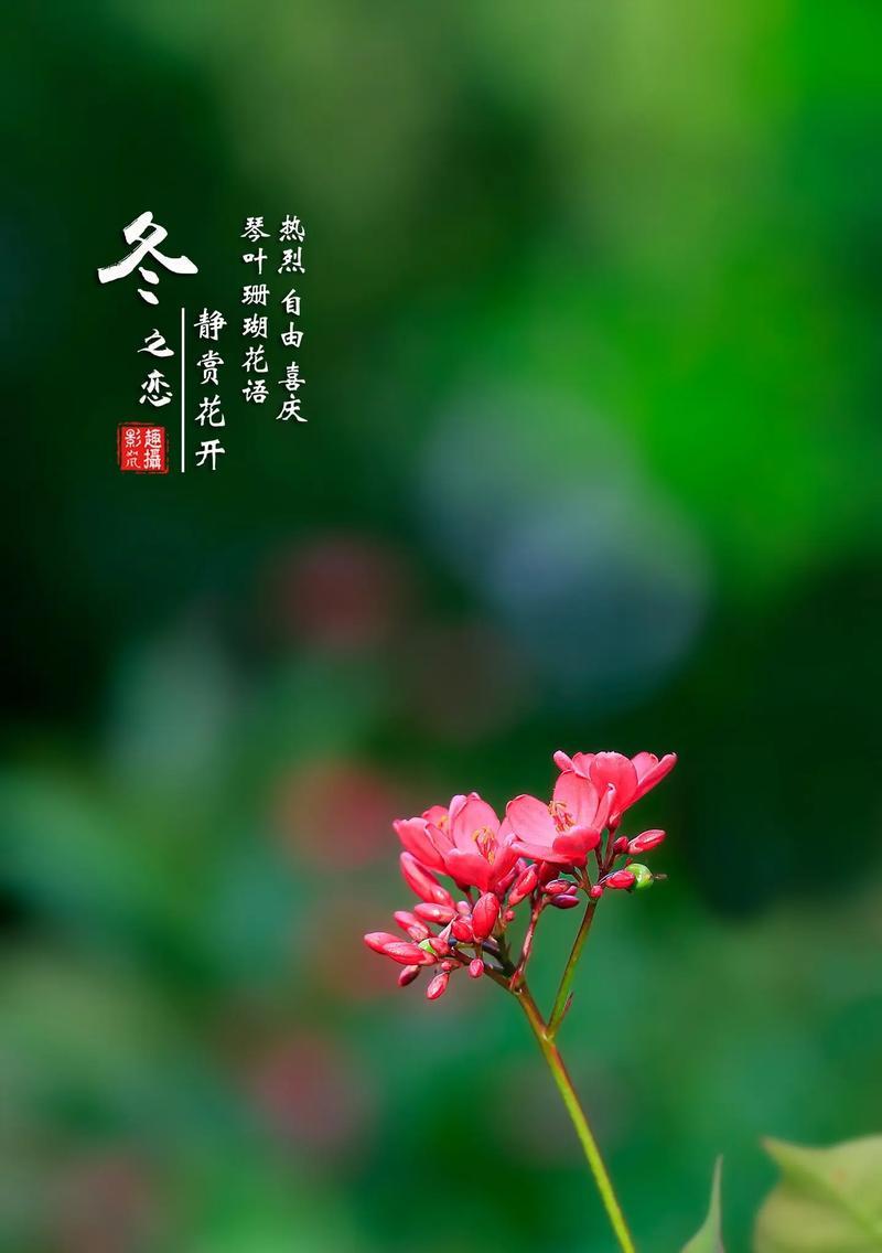 琴碟榕花语是什么意思？琴碟榕的花语有何寓意？