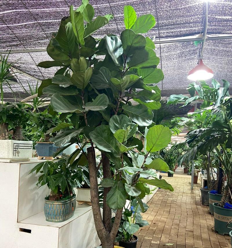 琴碟榕花语是什么意思？琴碟榕的花语有何寓意？