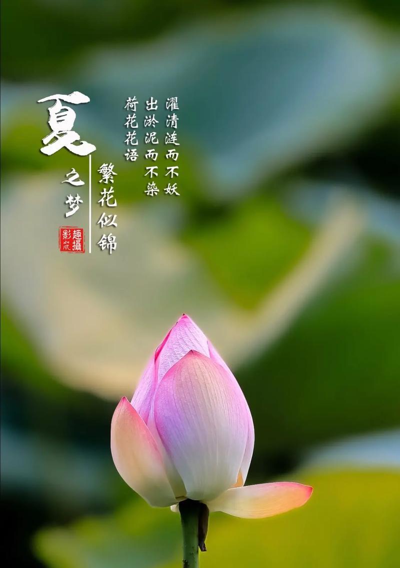 竹莲花花语是什么？竹莲花的寓意有哪些？