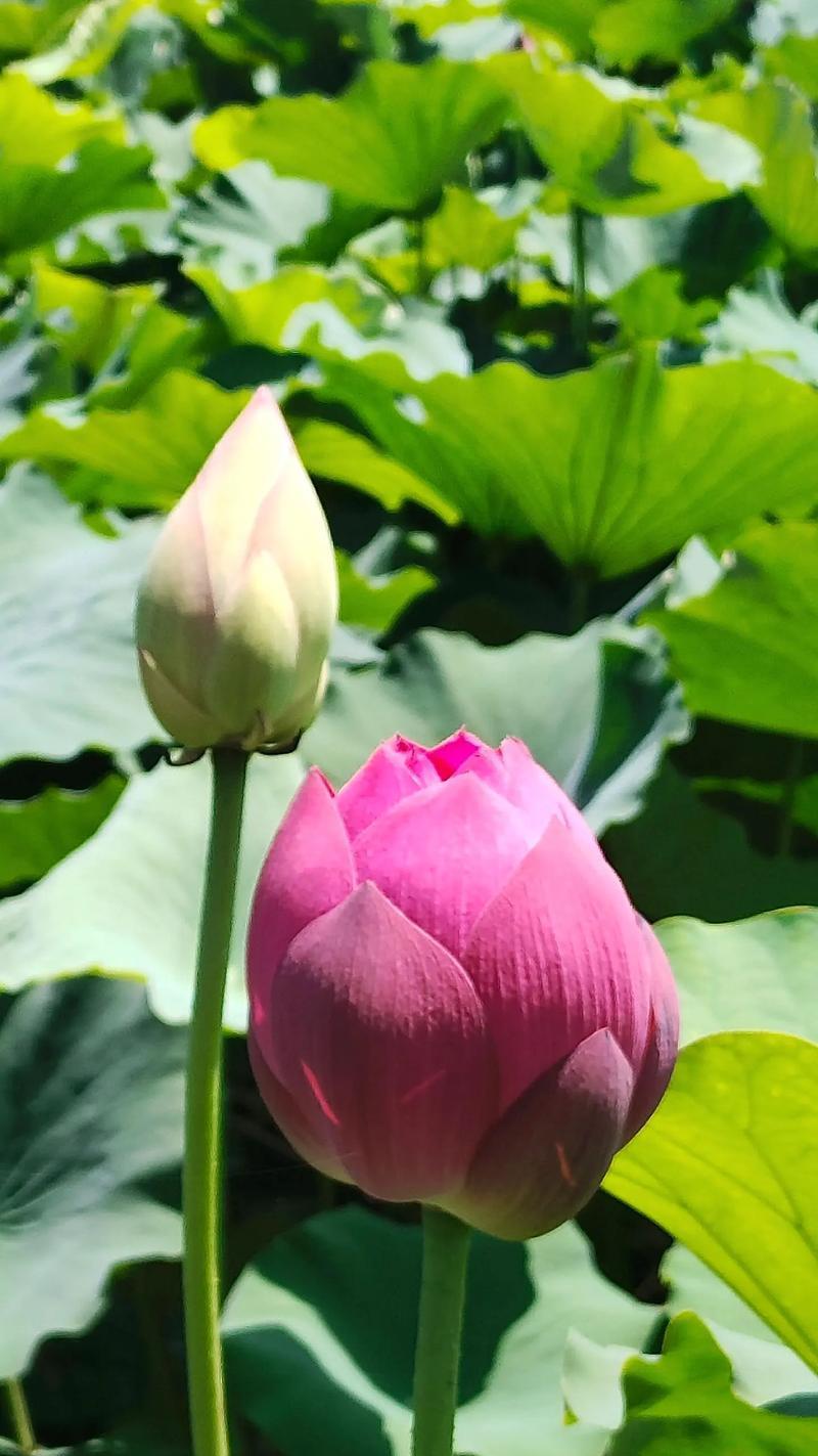 竹莲花花语是什么？竹莲花的寓意有哪些？