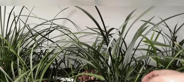 扁叶兰花语代表什么？扁叶兰花的花语有何特别之处？