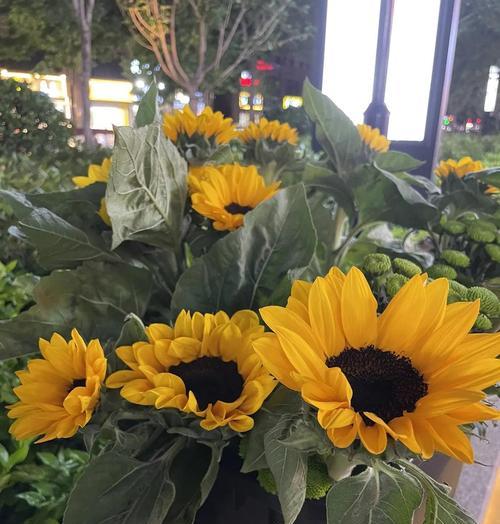 绿葵花花语是什么意思？绿葵花的寓意象征是什么？