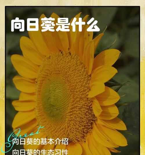绿葵花花语是什么意思？绿葵花的寓意象征是什么？