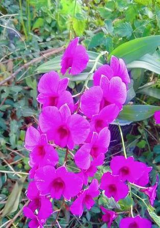 蟹兰的花语代表什么？蟹兰花的花语有何寓意？