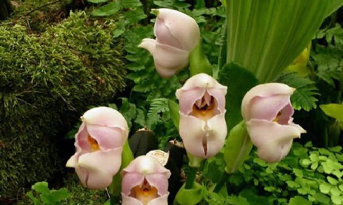 蟹兰的花语代表什么？蟹兰花的花语有何寓意？