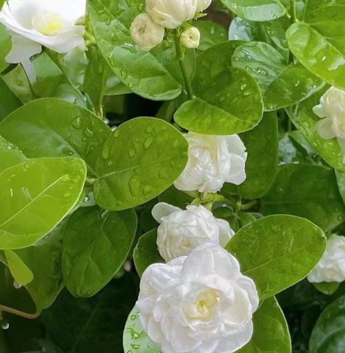 叶上白花语有何深意？叶上白花的花语能传达什么情感？