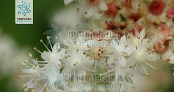 檠花的花语是什么？如何用檠花传递心意？