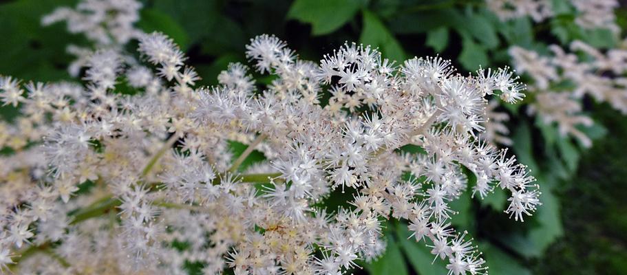 檠花的花语是什么？如何用檠花传递心意？