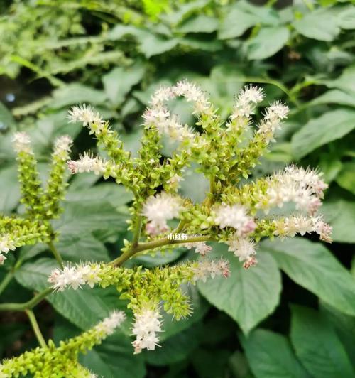 檠花的花语是什么？如何用檠花传递心意？
