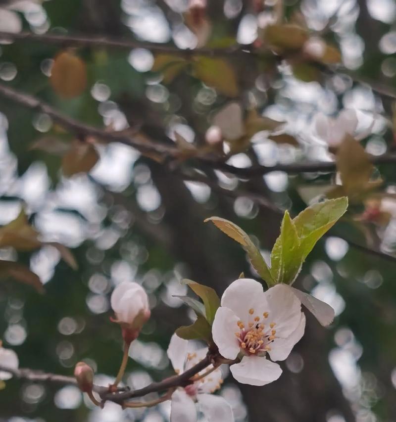 柳桃花花语代表什么？如何挑选柳桃花表达爱意？