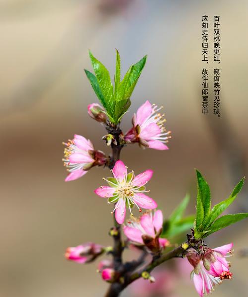 柳桃花花语代表什么？如何挑选柳桃花表达爱意？