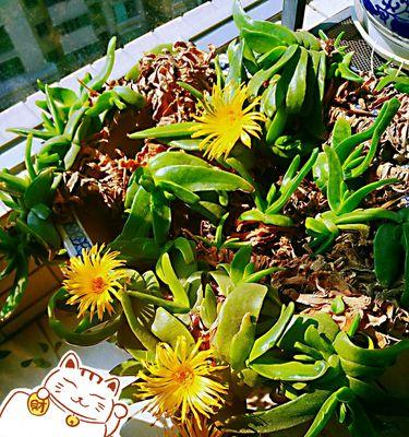 红佛郎花语有何深意？如何用红佛郎表达祝福？