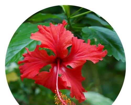 红佛郎花语有何深意？如何用红佛郎表达祝福？