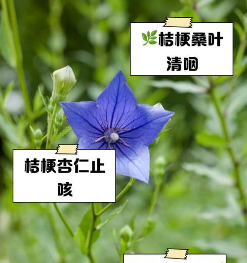 墨桔梗花语有何寓意？如何用墨桔梗表达情感？