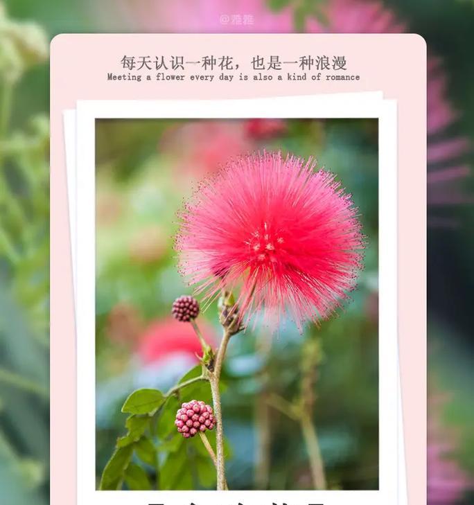 银苞芋花语有何深意？如何用银苞芋表达爱意？