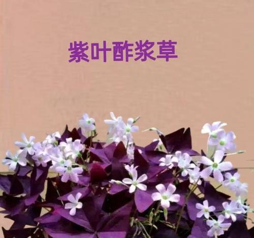 草有花语吗？如何通过草本植物表达情感？