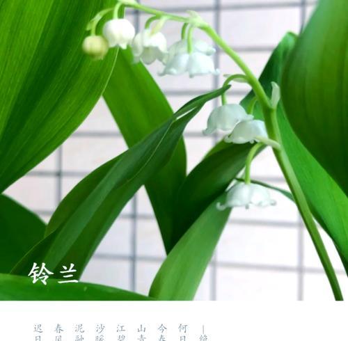 宫铃兰花语有何寓意？如何用宫铃兰表达爱意？