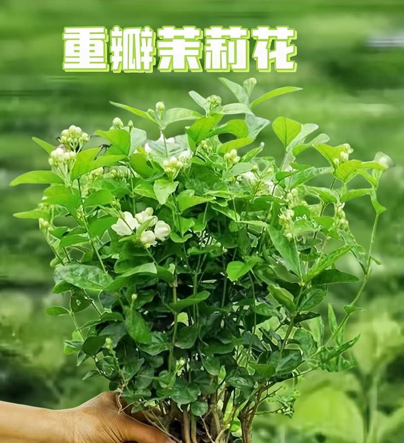 毛茉莉花语代表什么？如何用毛茉莉传递情感？