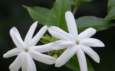 毛茉莉花语代表什么？如何用毛茉莉传递情感？