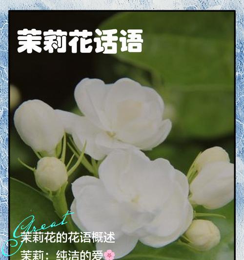 毛茉莉花语代表什么？如何用毛茉莉传递情感？