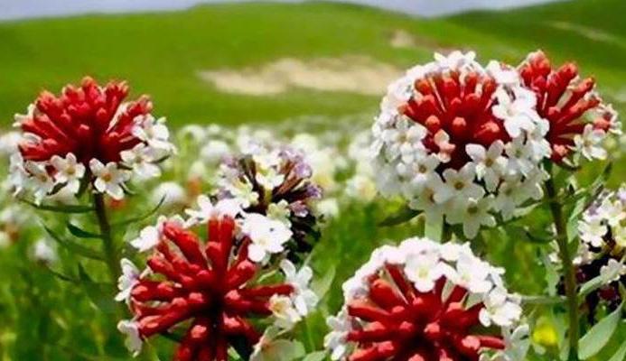 碎剪罗花语是什么？如何用碎剪罗传递情感？
