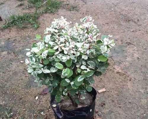 雪花木花语有何深意？如何用雪花木表达爱意？