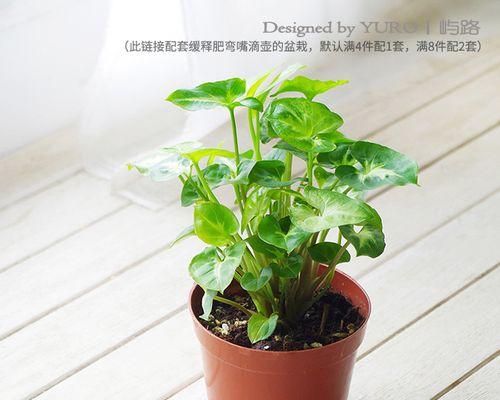 雪花木花语有何深意？如何用雪花木表达爱意？
