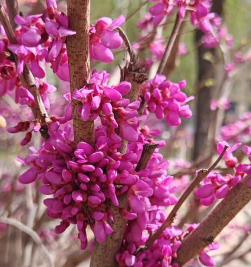 浓情花语小是什么？如何用花语传递浓情蜜意？