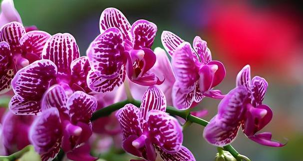 浓情花语小是什么？如何用花语传递浓情蜜意？