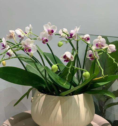 兰花菜花语有哪些含义？如何正确解读？